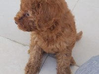 Irk garantili şecereli toy poodle yavruları