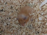 6 Adet Hamster
