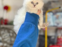 Şampiyon british longhair çocukları