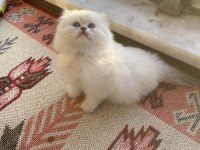 BRİTİSH SHORTHAİR SHOW KEDİLER BİCOLOR ÇİKOLATA