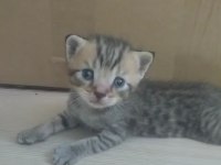 Sütlü kahve whiskas gri beyaz renklerde dişi erkek british