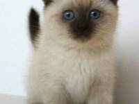 ORİJİNAL SİYAM KEDİSİ YAVRULARIMIZ