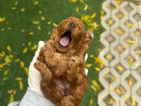 GÜZELLİK ABİDESİ POODLE BEBEKLER