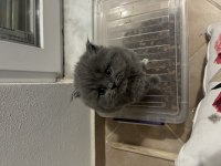 Scottish fold bebeğimiz