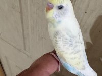 29 günlük konuşturmalık erkek bebek muhabbet kuşu
