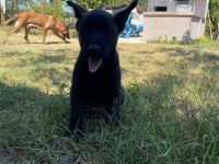 3 Dişi 1 Erkek Belçika Malinois Yavrular