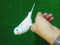 ERKEK BEBEK MUHABBET KUŞU YENİ YEME DÜŞTÜ
