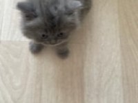 British shorthair dişi 2 aylık
