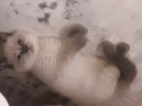 British shorthair blue point disi erkek yavrular