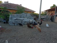 Tavuk ve horozlarımı veriyorum