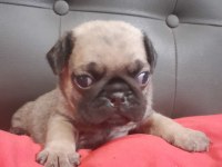 A Kalite Pug Mops Kaçırma