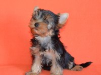 Mini erkek yavru yorkshire terrier