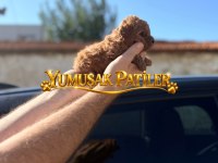 RED TOY POODLE