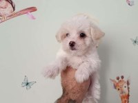Orjinal ırk garantili maltese terrier bebekler