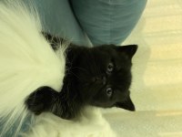 Ücretsiz Sahiplendirme British Shorthair Kedilerimiz