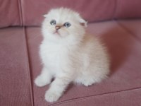 Scottish fold dişi yavrum yeni sahiplerini bekliyor
