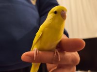 Konuşan Erkek Muhabbet Kuşu