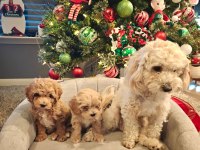 Yeni yıl maltipoo bebekleri yeni evine gitmeye hazır