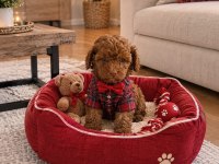 Küçük Yakışıklı Köpeğimiz