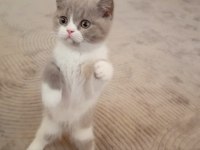 İzmir Nadir Renk British Shorthair Yavrumuz