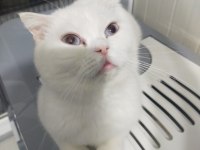 Scottish fold beyaz dişi