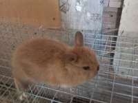 Safkan Cüce Tavşanımız