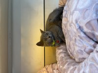 British Shorthair 2 Aylık