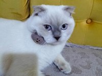 Scottish fold sütlaç için yuva arıyoruz