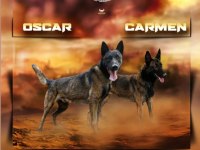 Rezerve açık üst düzey malinois yavrular