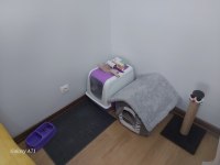 3 aylık eğitimli dişi scottish fold
