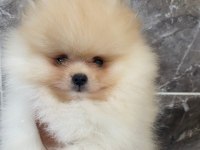 Teacup pomeranian