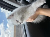 British longhair chocolate point erkek yavru