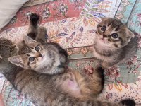 Yavru kırık kulak scottish fold