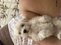 Acilen terrier köpeğime yuva