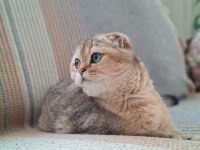 Sfs NY 25 scottish fold