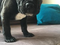 FRENCH BULLDOG YAVRULARIMIZ HENÜZ 30 GÜNLÜK