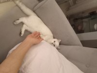 BRİTİSH SHORTHAİR NS1133 KEDİMİZİ SAHİPLENDİRMEK
