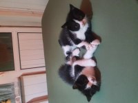 60 günlük exotic shorthair kırma ücretsiz