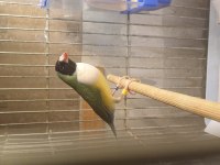 Goldian Finch