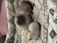 Scottish Fold Blue Point Erkek