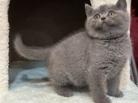 British shorthair bebekler