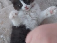 PANDA KEDİMİZE ÖMÜRLÜK YUVA ARIYORUZ
