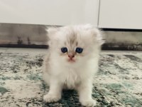 Sıradışı bir güzellikte British longhair bebek