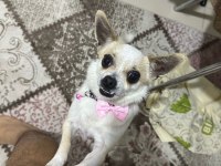 Sağlıklı ve eğitimli chihuahua yeni aile aranıyor