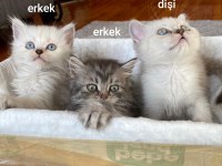 British Longhair Kediler