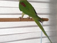 YAVRU JUMBO BOY ERKEK ALEXANDER İSKENDER PAPAĞANIMIZ