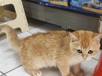 3.5 aylık erkek british shorthair golden