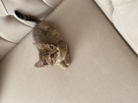 Saf scottish fold gold minnoşlar