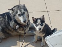 A KALİTE MASKELİ MAVİ GÖZLÜ DİŞİ YAVRU HUSKY