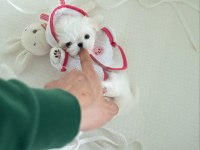 Korea Maltese terrier cep boy